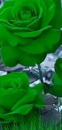 Flower Plant Green Live Wallpaper