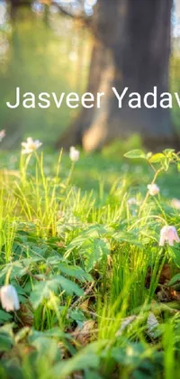 Flower Plant Green Live Wallpaper