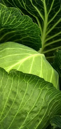 This live wallpaper for your phone features a close-up of a head of cabbage with big green leaves and stems, perfect for food and garden enthusiasts alike