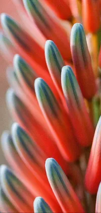 Transform your phone's background with this beautiful live wallpaper featuring a close-up of a flower