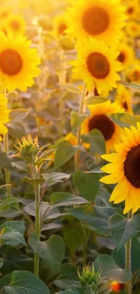 Enjoy the beauty of nature on your phone screen with this live wallpaper featuring a field of sunflowers basking in the warm glow of the sunset