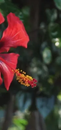 Flower Plant Hawaiian Hibiscus Live Wallpaper