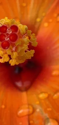 Flower Plant Hawaiian Hibiscus Live Wallpaper