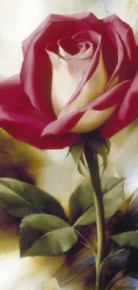 Flower Plant Hybrid Tea Rose Live Wallpaper