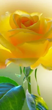 Flower Plant Hybrid Tea Rose Live Wallpaper