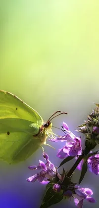 This live phone wallpaper features a yellow butterfly sitting atop a purple flower, set against a lime green background with pale green glow