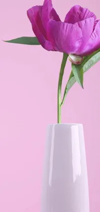 Flower Plant Indoor Live Wallpaper