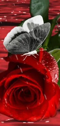 Flower Plant Insect Live Wallpaper