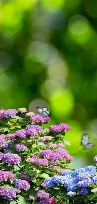 Flower Plant Insect Live Wallpaper