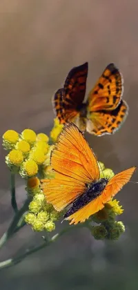 This beautiful live wallpaper captures the charm of two fluttering butterflies perched on a yellow flower