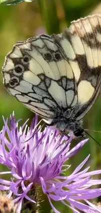 This phone live wallpaper displays a beautiful butterfly perched on a purple flower, set against a serene background of swaying thistles