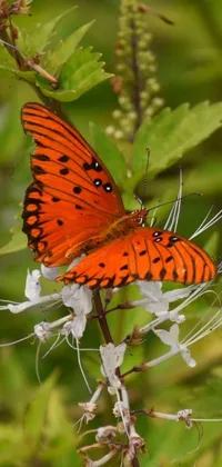 The butterfly live wallpaper features a reddish-brown halyomorpha halys butterfly resting on a vividly colored flower