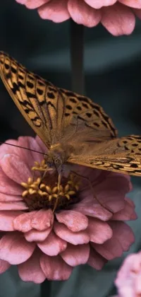 This stunning live wallpaper showcases a butterfly perched on a pink flower in beautifully intricate detail