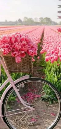 This live wallpaper displays a pink bicycle parked in front of a field of beautiful tulips