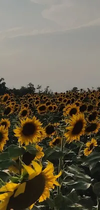 Flower Plant Landscape Live Wallpaper