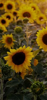 This phone live wallpaper depicts a beautiful field of sunflowers under a late summer sun, presented in hyperrealism with vivid and ultrafine details