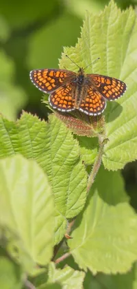 This stunning phone live wallpaper features a close-up shot of a butterfly perched on a leaf