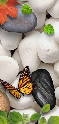 This stunning phone live wallpaper presents a butterfly perched on white rocks