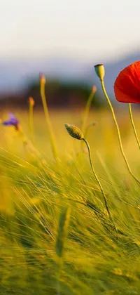 This mesmerizing phone live wallpaper showcases two red poppies amidst green grass on a summer evening in the Mediterranean
