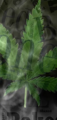 Flower Plant Leaf Live Wallpaper