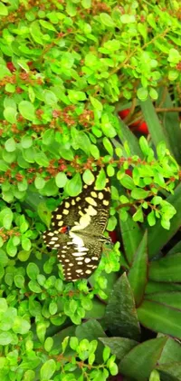 Looking for a beautiful and serene live wallpaper for your phone? Look no further than this stunningly detailed depiction of a butterfly sitting on top of an intricately designed plant