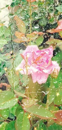 This live phone wallpaper features a charming pink rose atop a lush and verdant bush, poised amidst changing seasons - from the blooming hues of spring to the soft beauty of winter