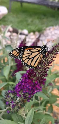 Transform your phone with this delightful live wallpaper featuring a beautiful purple flower with a butterfly sitting on top