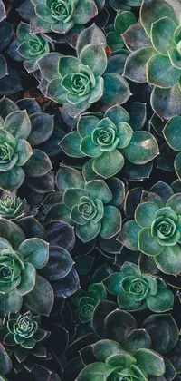 This live phone wallpaper showcases a magnificent close-up of green plants that are textured like a carpet, with a sophisticated precisionism design