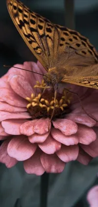 This phone live wallpaper features a stunning image of a butterfly resting on a pink flower