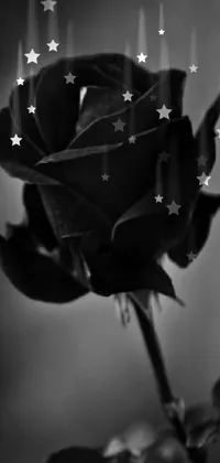 This phone live wallpaper features a beautiful black and white photo of a rose by Clifford Ross, available on Tumblr