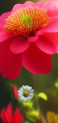 Enjoy a beautiful live wallpaper for your phone featuring a close-up shot of a pink anemone flower with lush green leaves