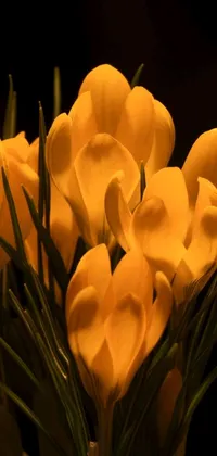 This stunning phone live wallpaper showcases a vase filled with beautiful yellow flowers on a table against a wallpapered wall with a black background