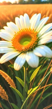 Flower Plant Light Live Wallpaper