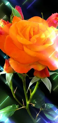orange rose flower wallpaper