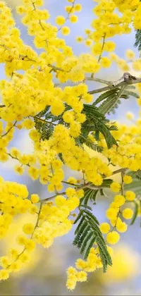 This live phone wallpaper depicts a stunning close-up image of a vibrant tree with yellow flowers, set against a beautiful blue sky backdrop