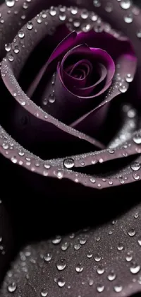 This live wallpaper showcases a stunning purple rose adorned with water droplets