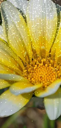 This phone live wallpaper showcases a stunning close-up of a yellow and white flower in California during springtime