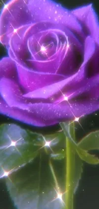 This phone live wallpaper displays a stunning close-up of a purple rose on a black background