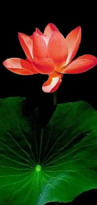 Flower Plant Lotus Live Wallpaper