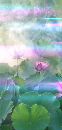 lotus  Live Wallpaper