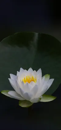 This live wallpaper depicts a stunning image of a white flower delicately resting on a green leaf