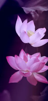 Decorate your phone screen with a magical and mesmerizing live wallpaper featuring pink lotus flowers set against a beautiful tang dynasty painting style background