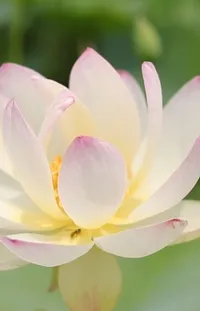 Flower Plant Lotus Live Wallpaper