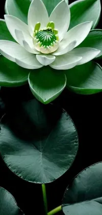 Flower Plant Lotus Live Wallpaper