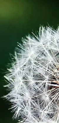 Get lost in the beauty of nature with this stunning close-up live wallpaper for your phone