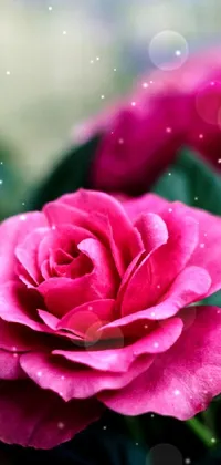 This phone live wallpaper features a digital rendering of a beautiful pink rose with lush green leaves