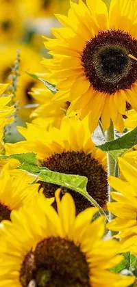 sunflower Live Wallpaper