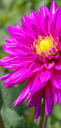 clw_1664914829455 Live Wallpaper