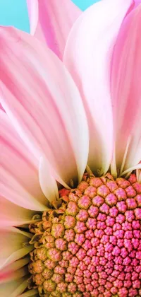 This stunning live wallpaper features a highly detailed close-up of a pink and white daisy