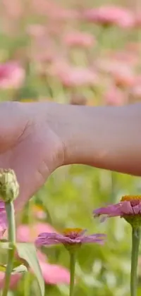 This stunning phone live wallpaper features a close up of a hand touching a delicate pink flower, set against the backdrop of a beautiful field of blooming flowers swaying gently in the breeze
